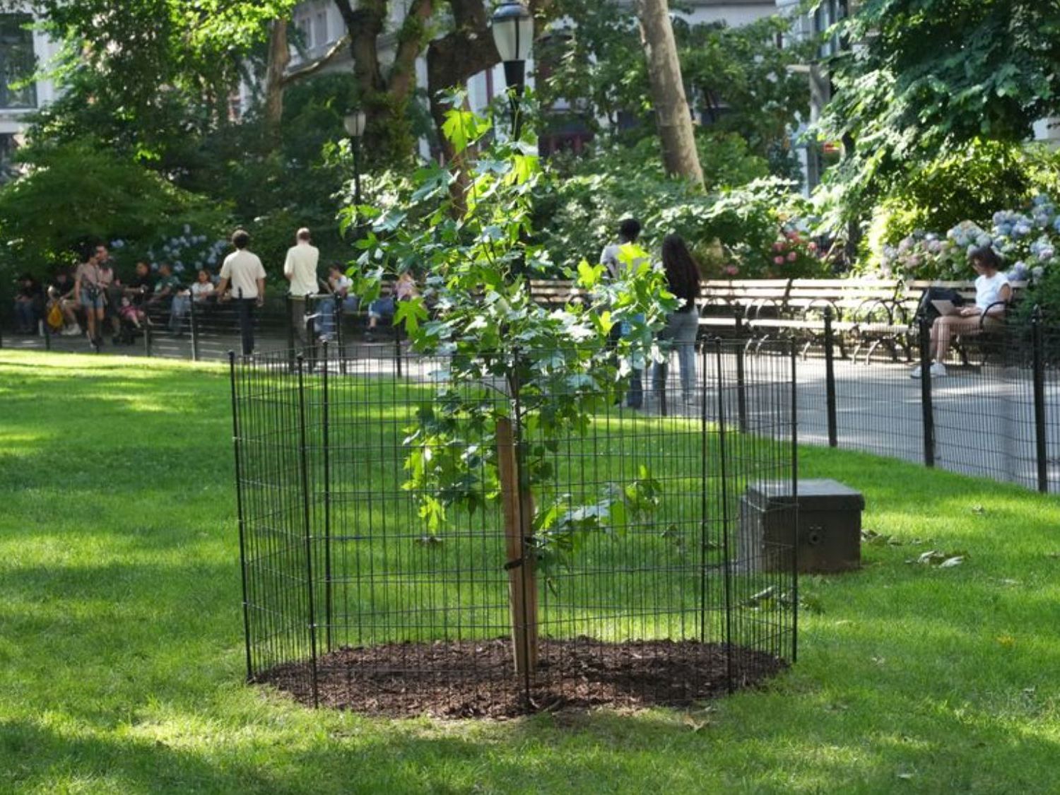 A seed that flew around the moon grew into this tree in NYC | Space