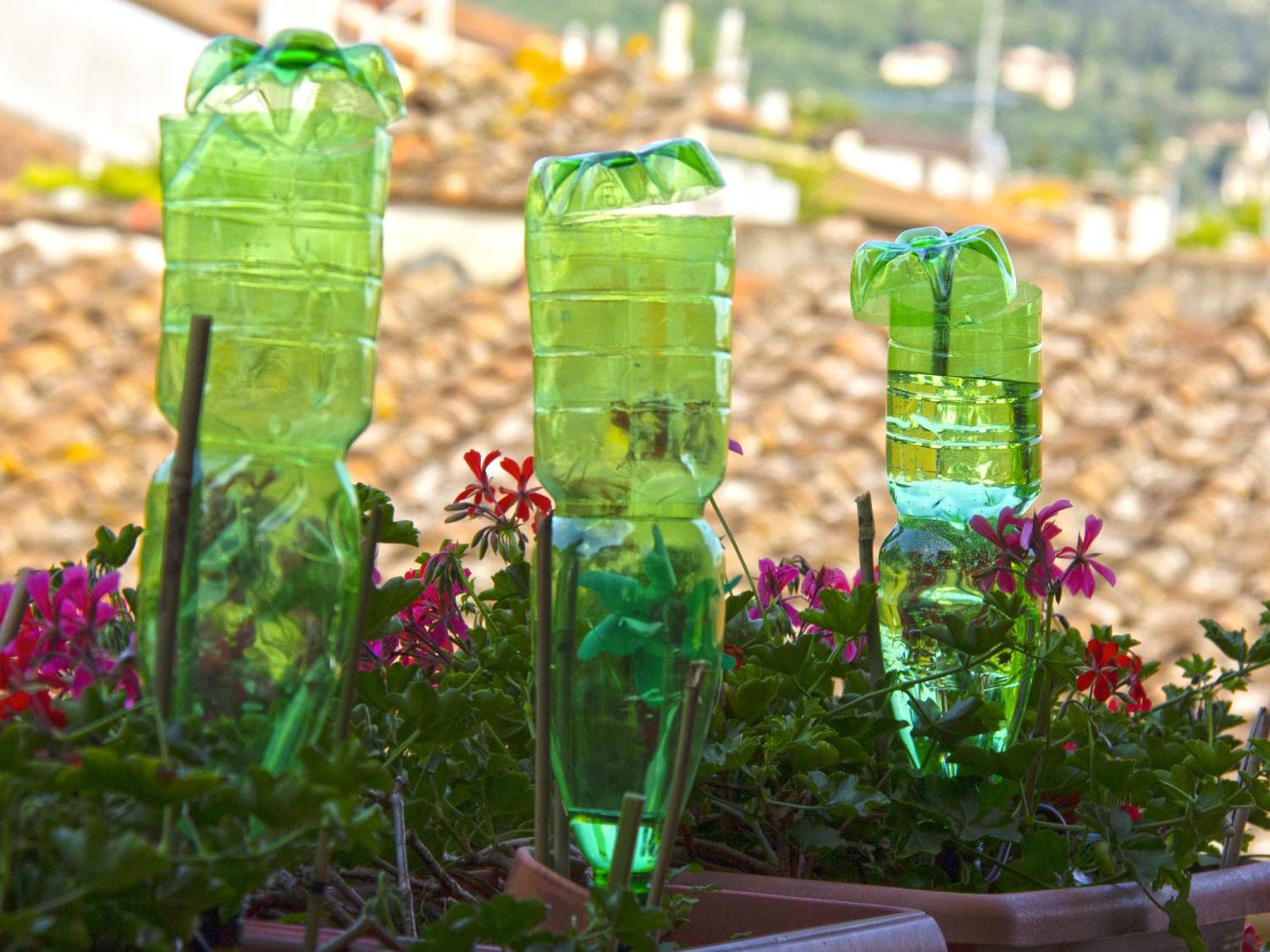 Slow-Drip Irrigation: DIY Plastic Bottle Waterer How-To | Gardening Know How