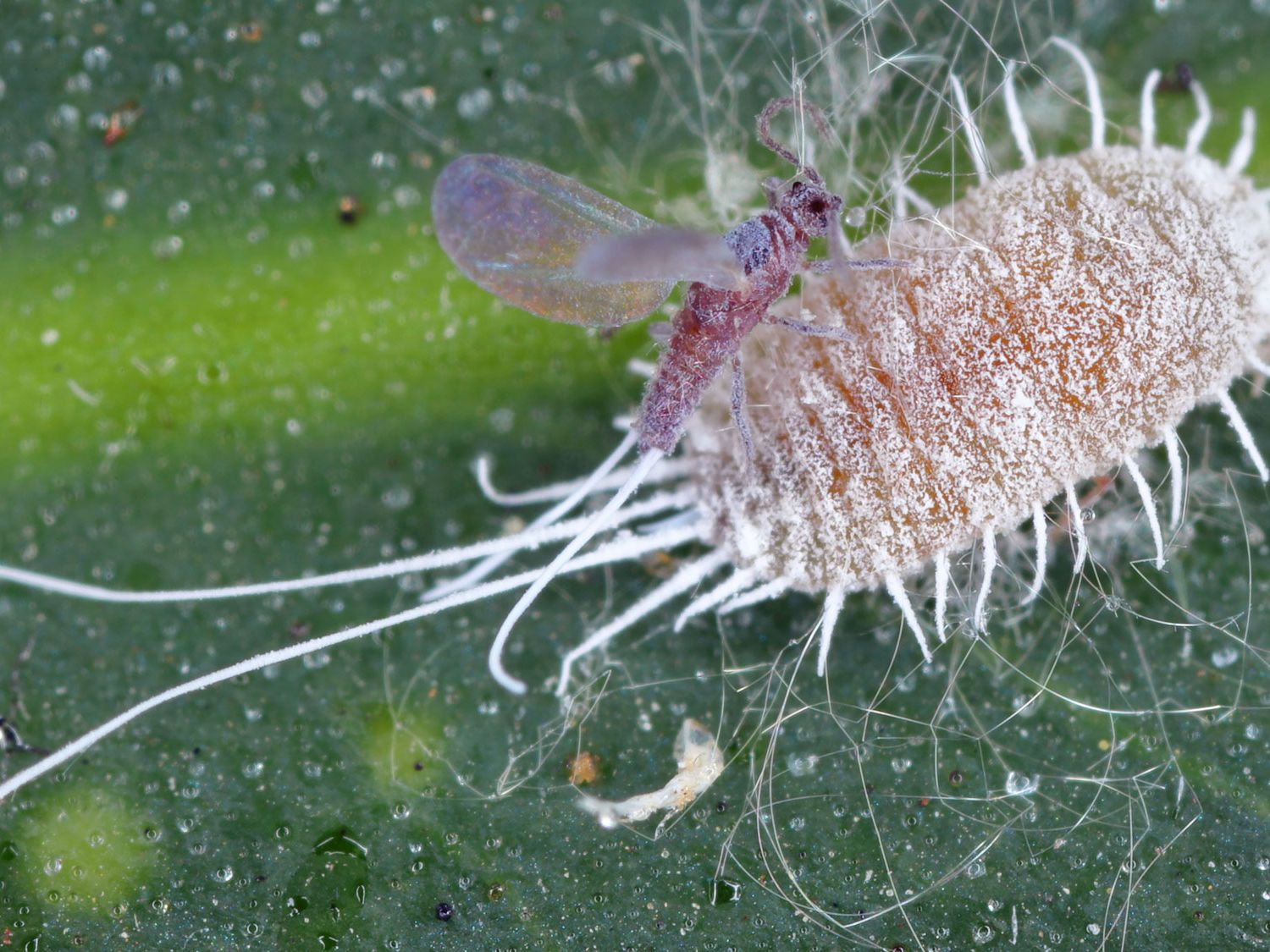 Get Rid of Mealybugs Indoors | Organic Controls for Plants | Gardening Know How