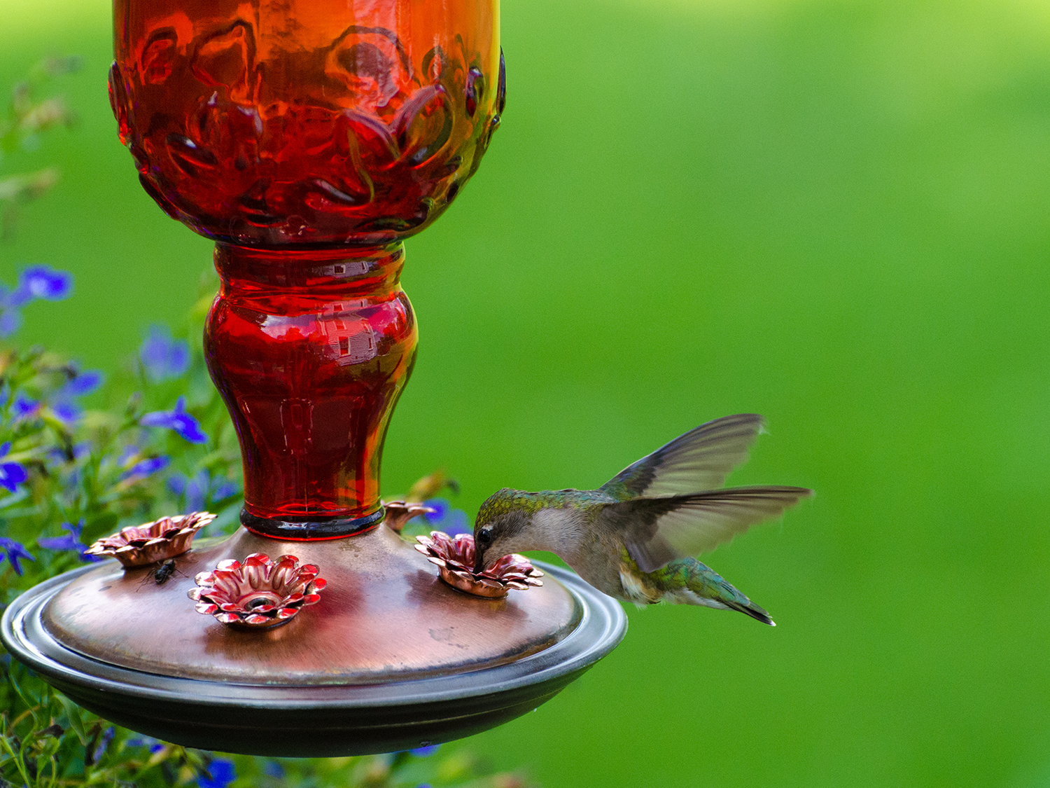 How to Open Hummingbird Feeder