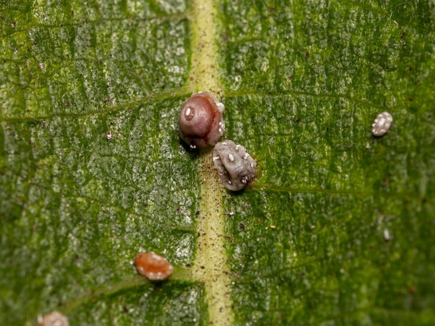 Scale Insect Nebraska Black And White Scale Insect