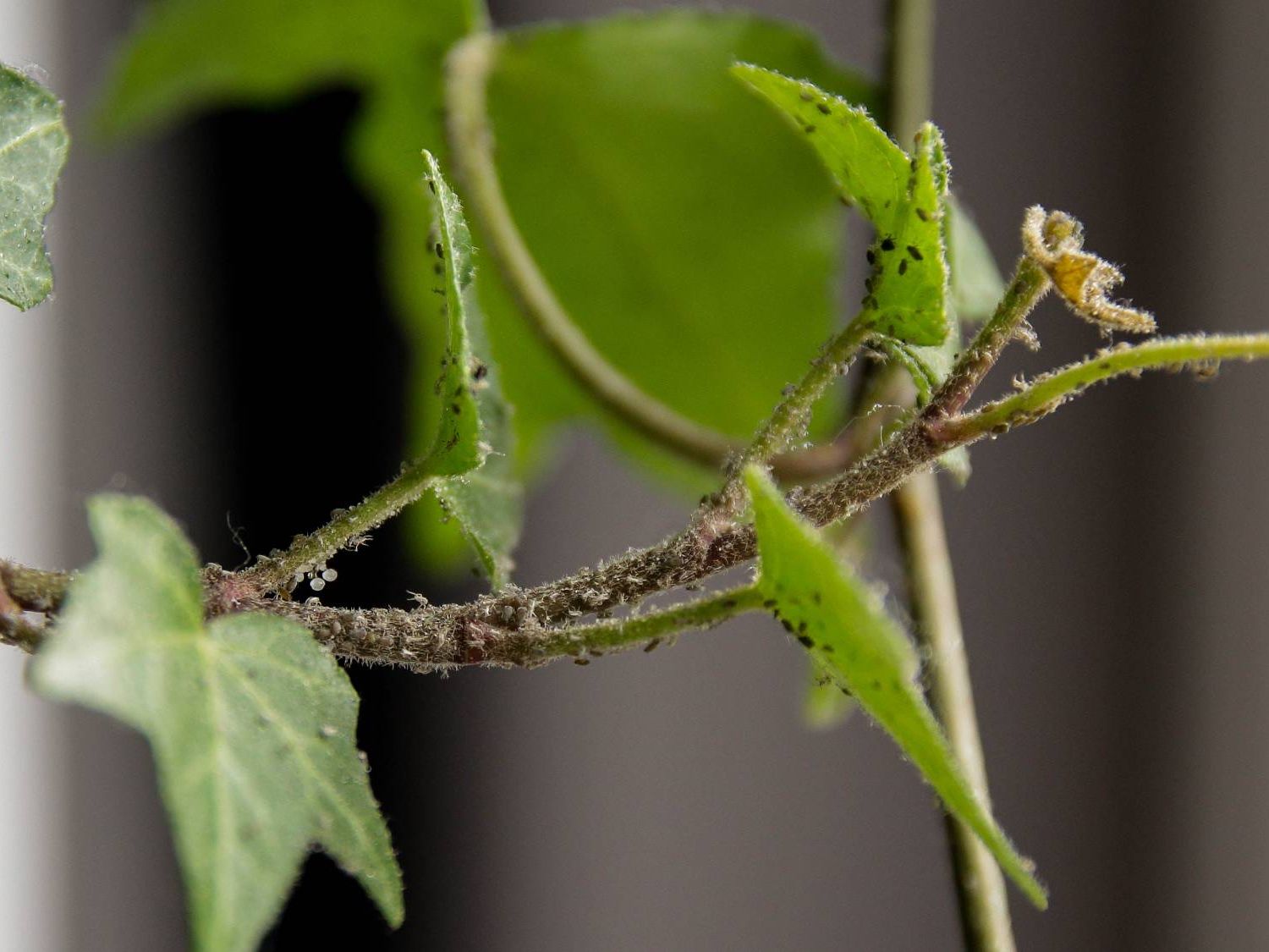 5 Methods to Get Rid of Aphids on Houseplants | Gardening Know How