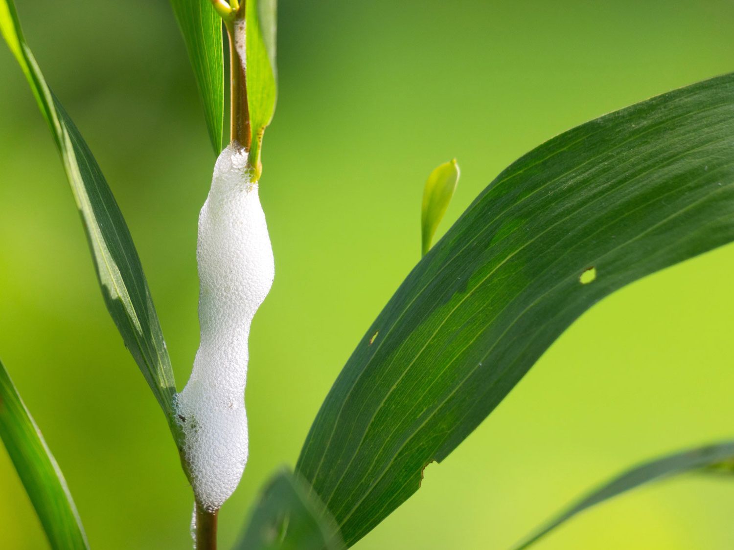 Meadow Spittlebug Foam