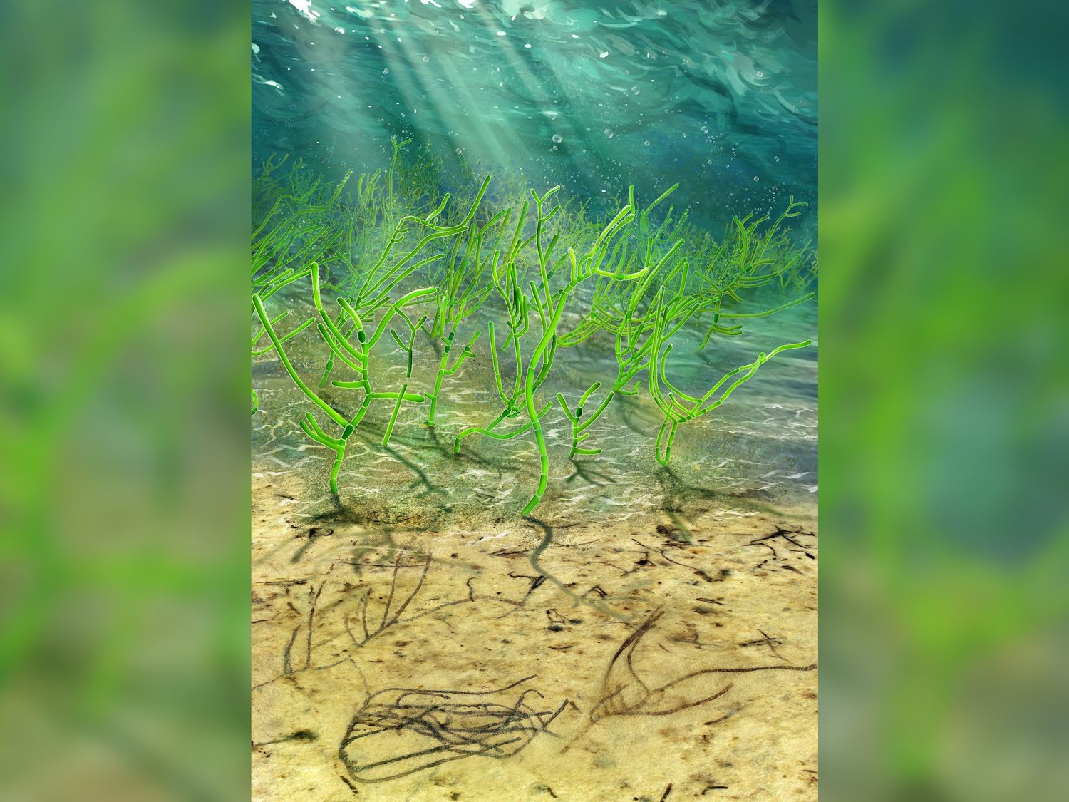 Billion-year-old green algae is an ancestor of all plants on Earth | Live  Science