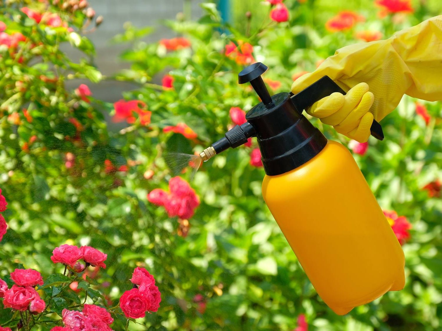 How To Use Insecticidal Soap: 3 Easy Homemade Recipes | Gardening Know How