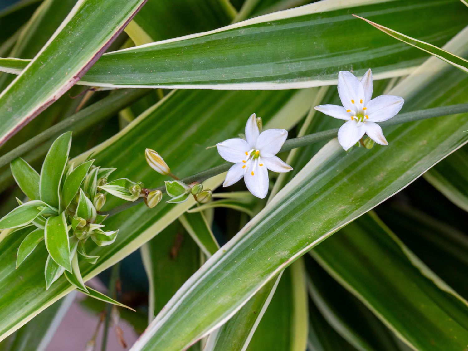 Spider Plant Flowers | Why Spider Plants Bloom & What to Do | Gardening  Know How