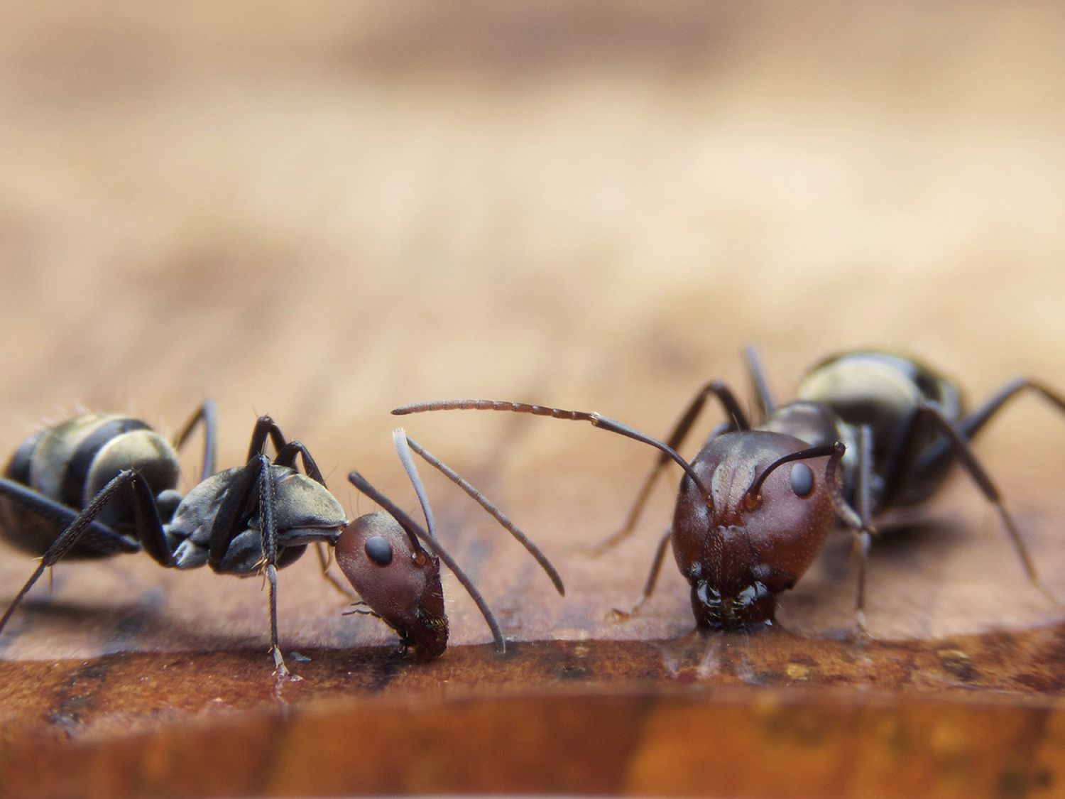 does tobacco attract ants 7 things that are attracting to your home Information about Tobacco Pests, all