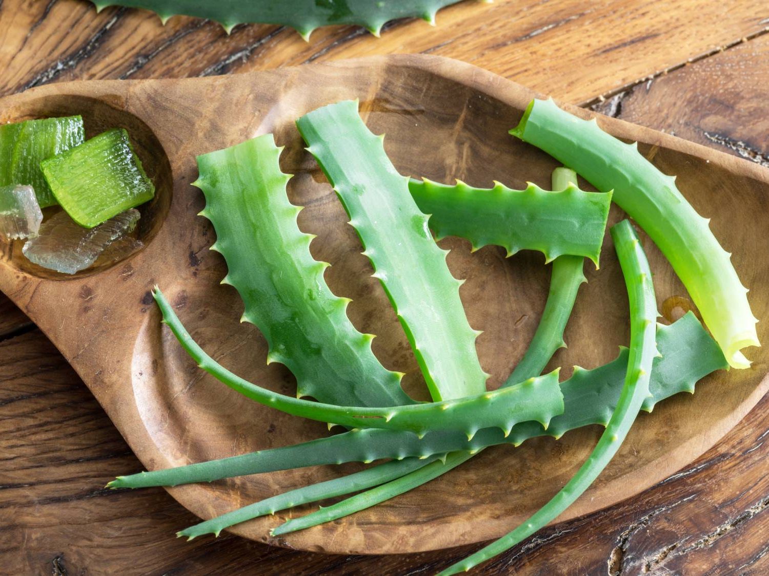 DIY Aloe Drench Recipe: Heal Stressed Houseplants Naturally | Gardening  Know How
