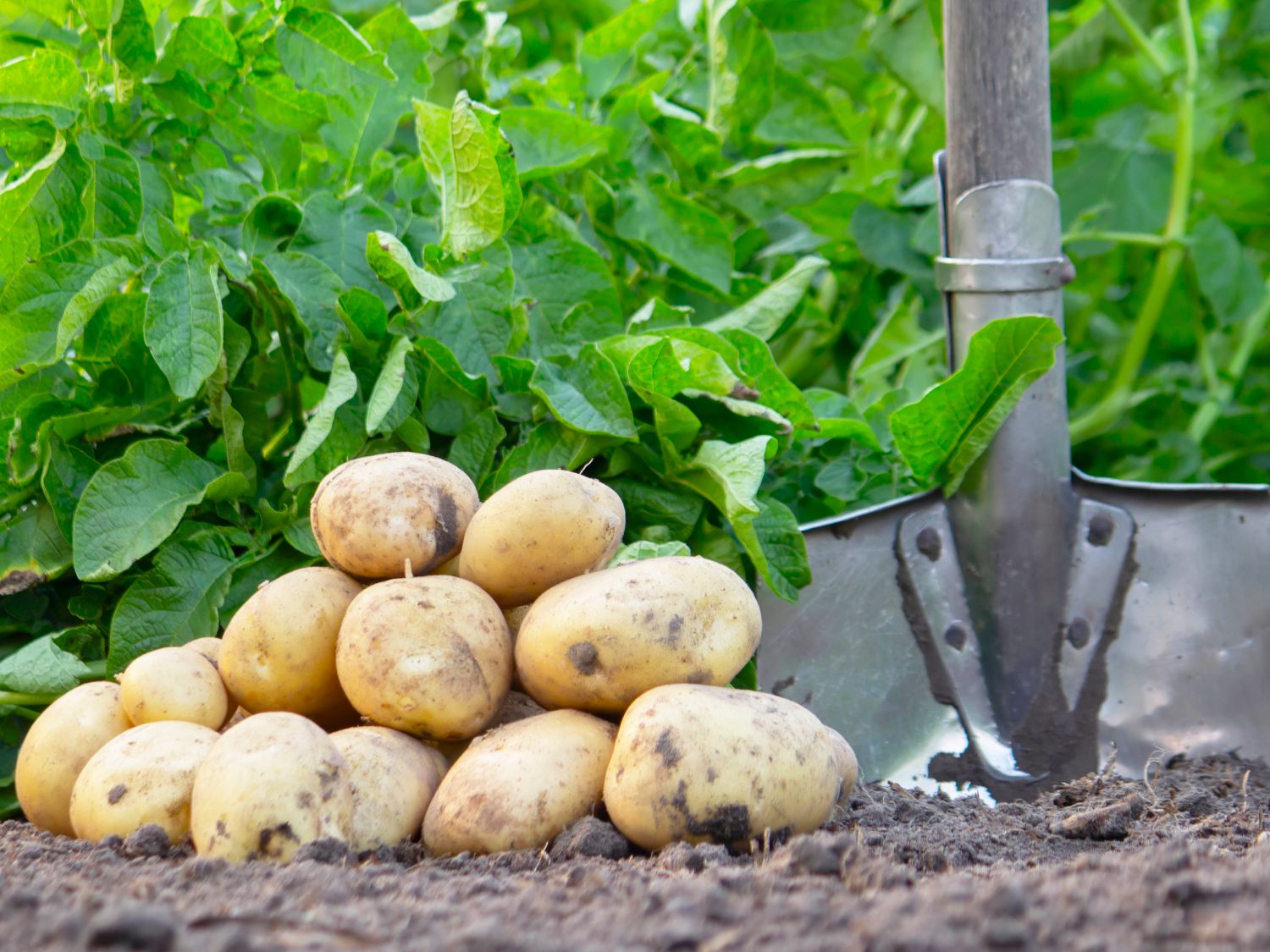 How to Grow Potatoes: Complete Care Guide for a Huge Harvest | Gardening  Know How
