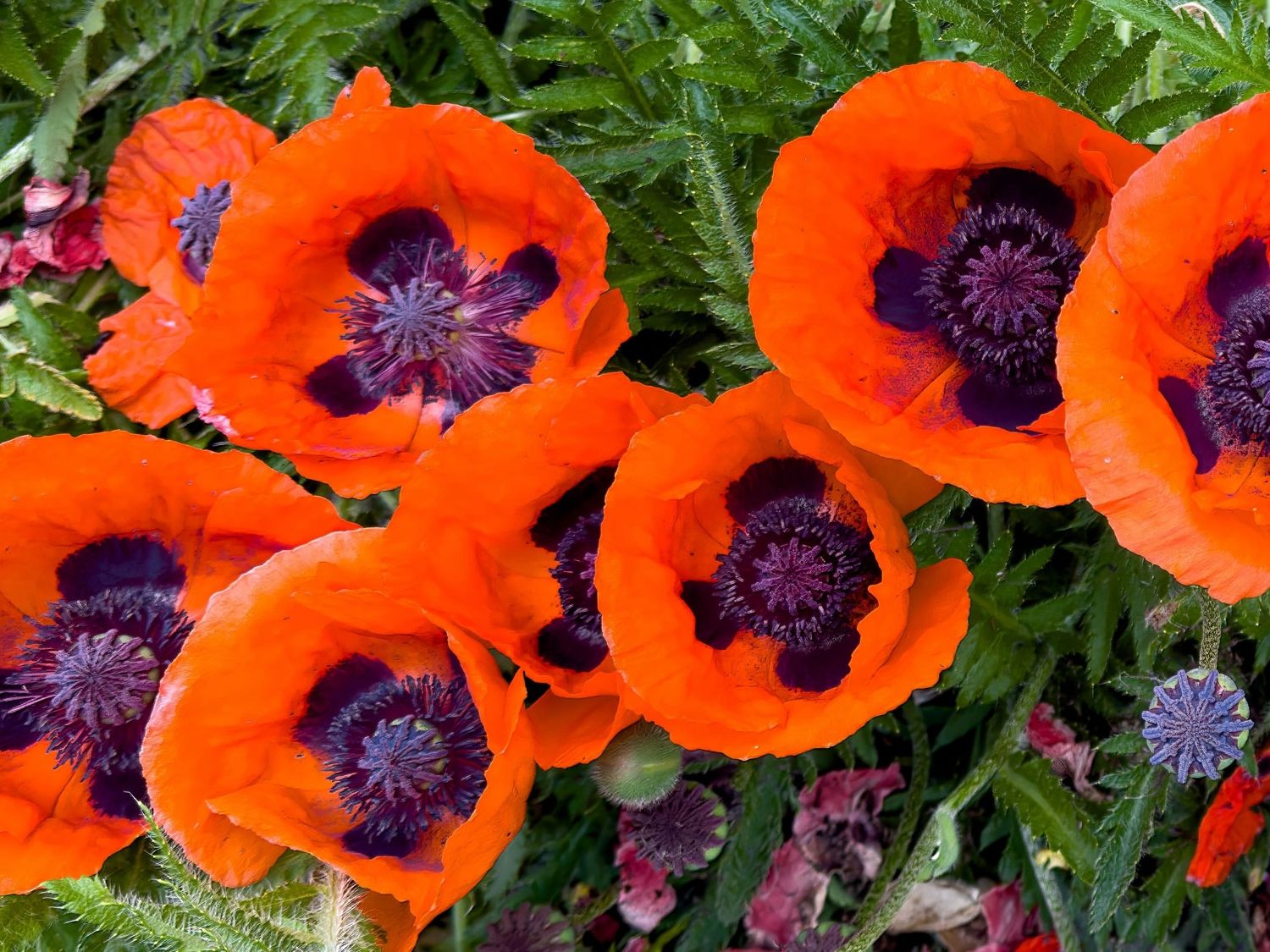 wildflower plants and seeds Native Perennial Pollinator Wildflower Seed Mix