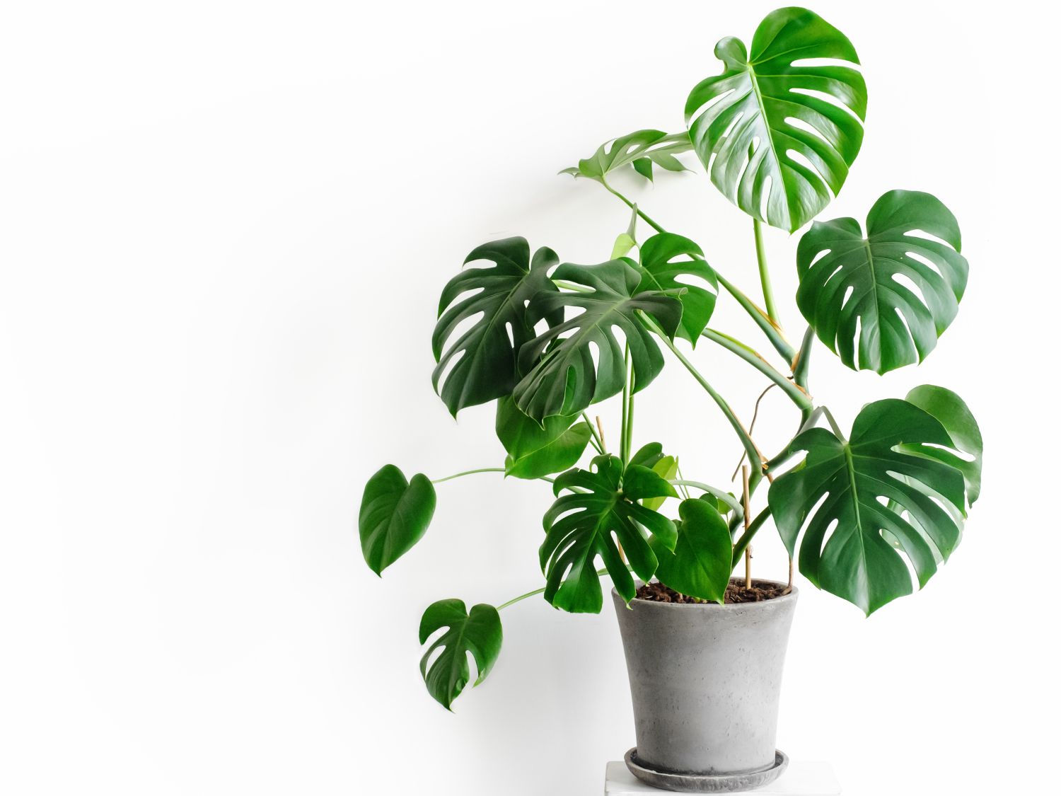 monstera acrylic painting Monstera