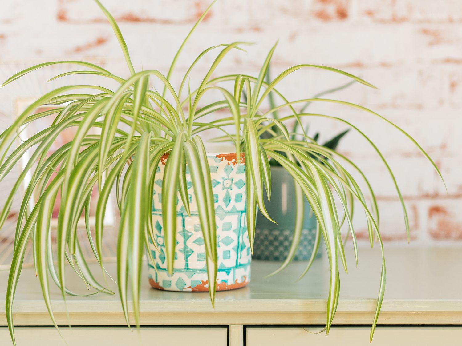 You're putting your spider plant in the wrong place: The 3 spots it will  absolutely thrive | Tom's Guide