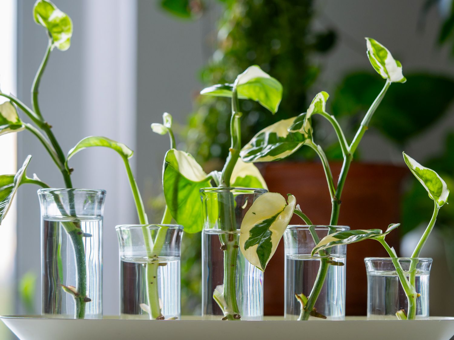 How To Propagate Pothos Plants: A Step-By-Step Guide | Gardening Know How