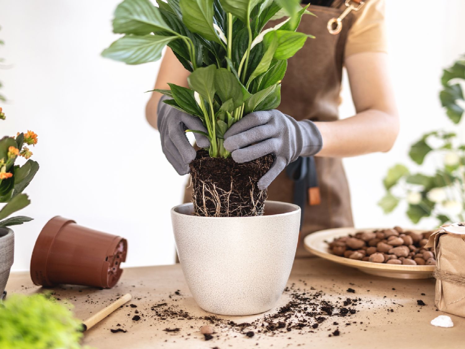 Peace lily outgrowing its pot? Here's when to repot it | Tom's Guide