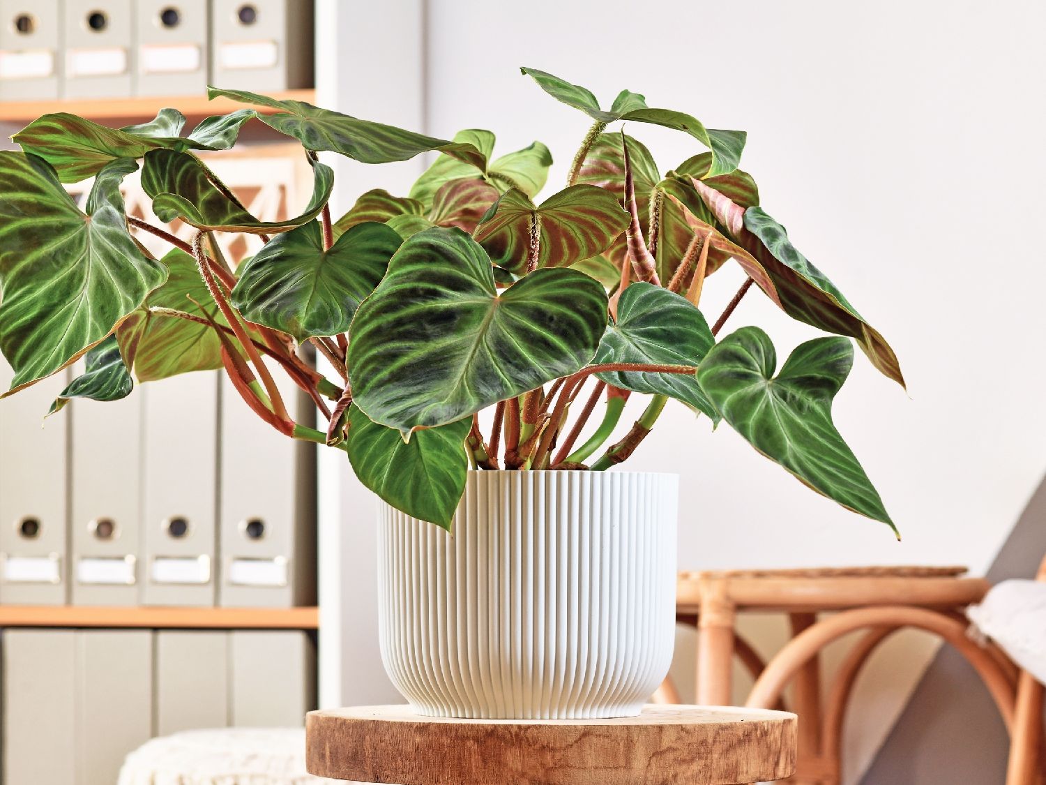 mint planten Mint, Apple