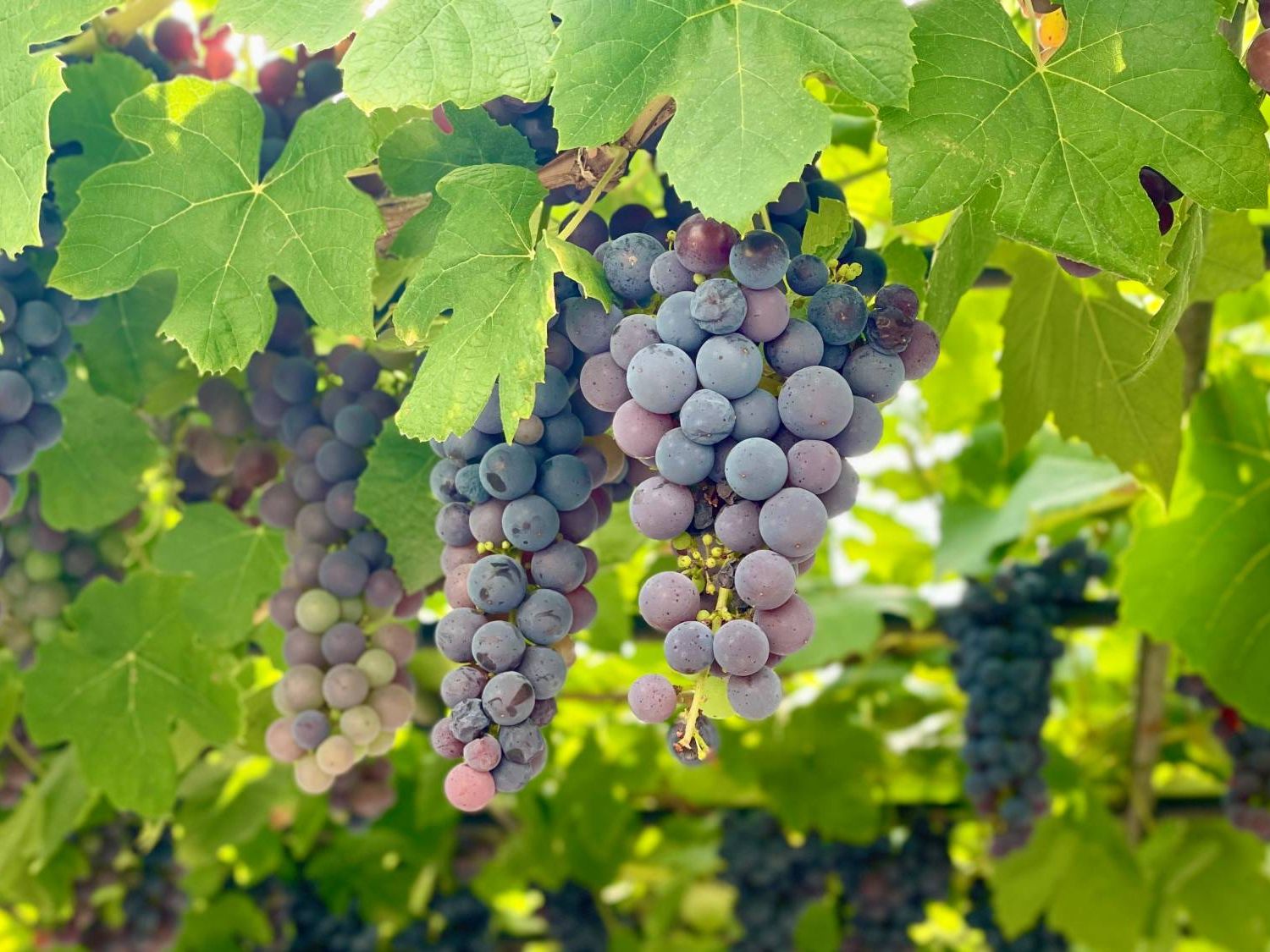 Grapevine Care Guide: Grow Strong, Productive Plants | Gardening Know How