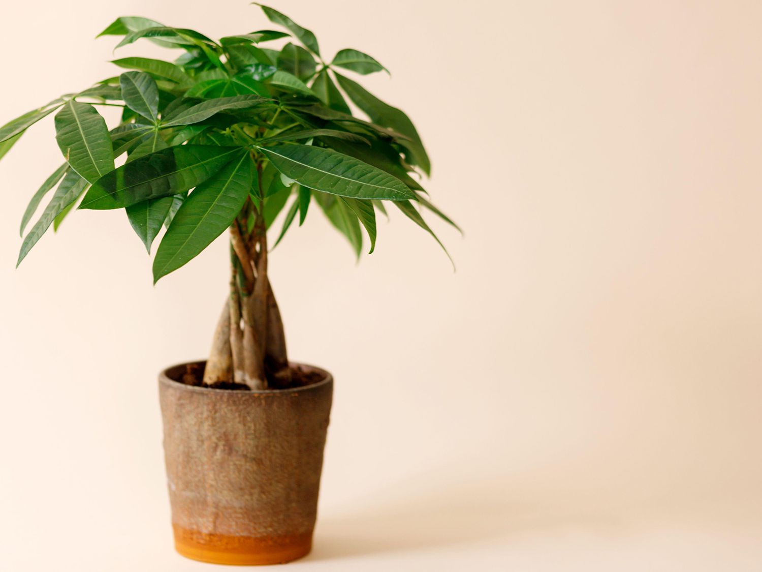 Why are my money tree leaves turning yellow? Explanations plus the cures |  Homes and Gardens