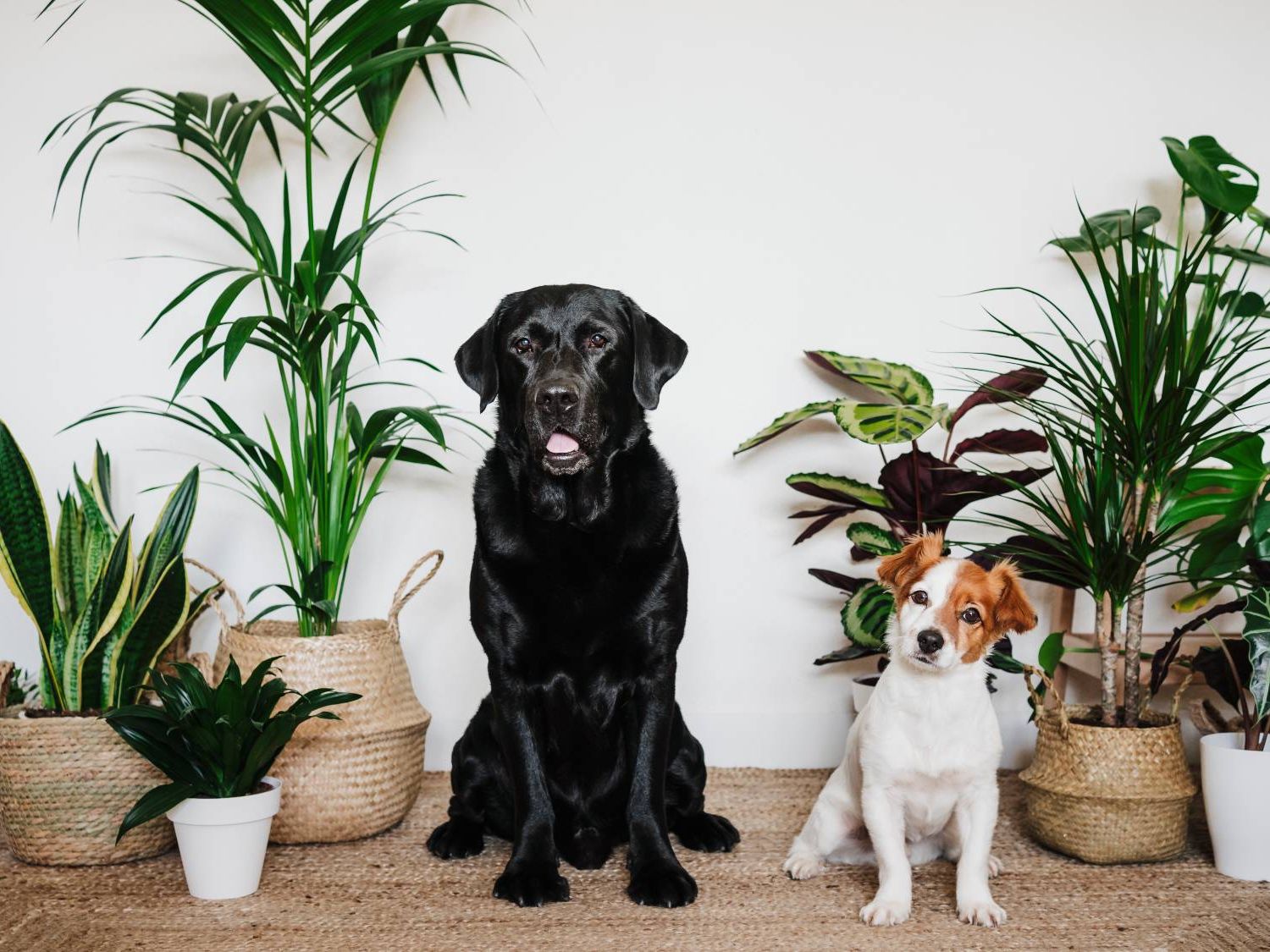 7 Dog-Safe Houseplants to Grow Without Worry | Gardening Know How