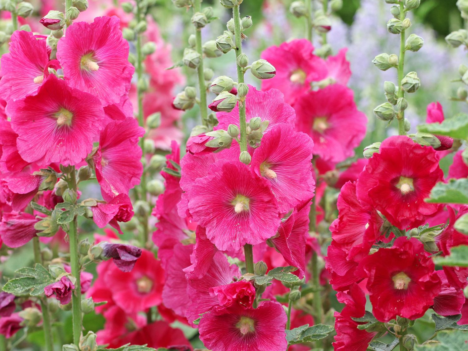 80 Seeds, Single Hollyhock Black Choclate Flower Seed Border Flower Fence Boundary Edging Plants Seeds Outdoor Home Garden Flower Seeds Attract Pollinators