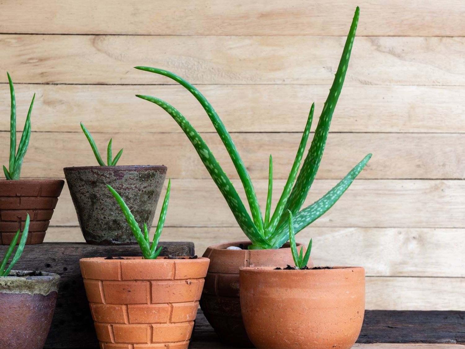 where to buy aloe plant Coral Aloe (Aloe striata) – Plants Express