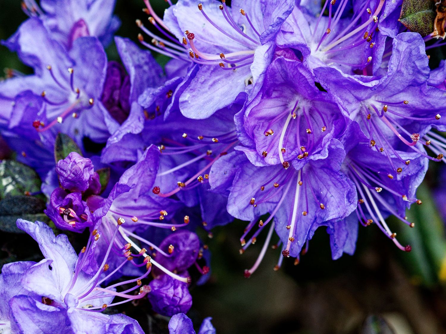 wisteria blau Wisteria blau Samen kaufen ➤ Keimgarantie