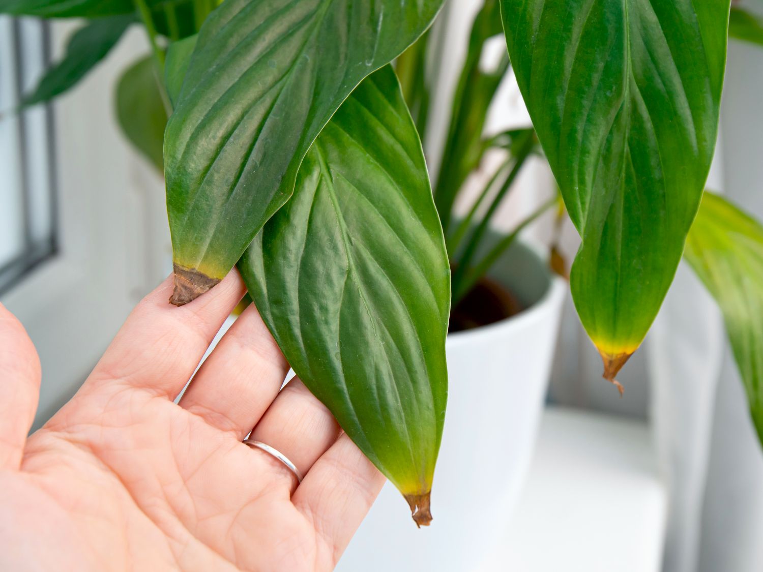 philodendron plowmanii Philodendron Plowmanii 4” – My Mega Garden