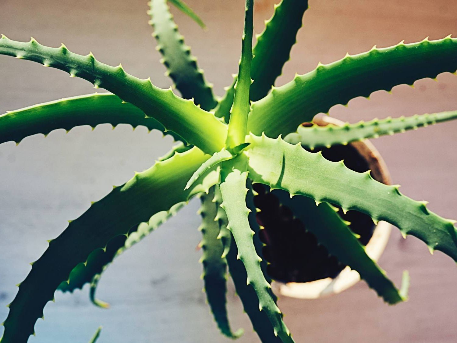 agave zu verschenken Agave Americana | Kübelpflanze | winterhart main image 1