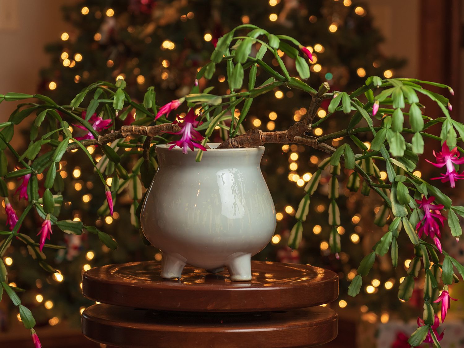 How to keep your Christmas cactus producing gorgeous blooms every year |  Tom's Guide