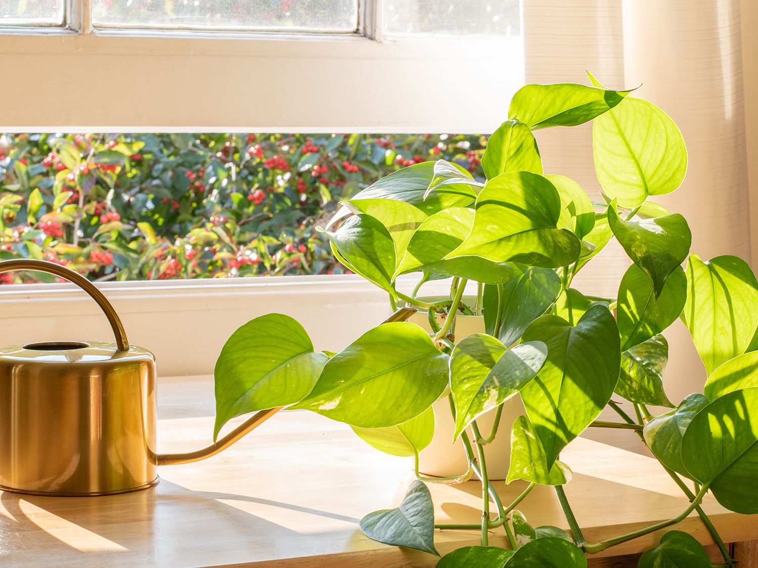 Pothos plant care: how to guarantee pothos success | Homes and Gardens
