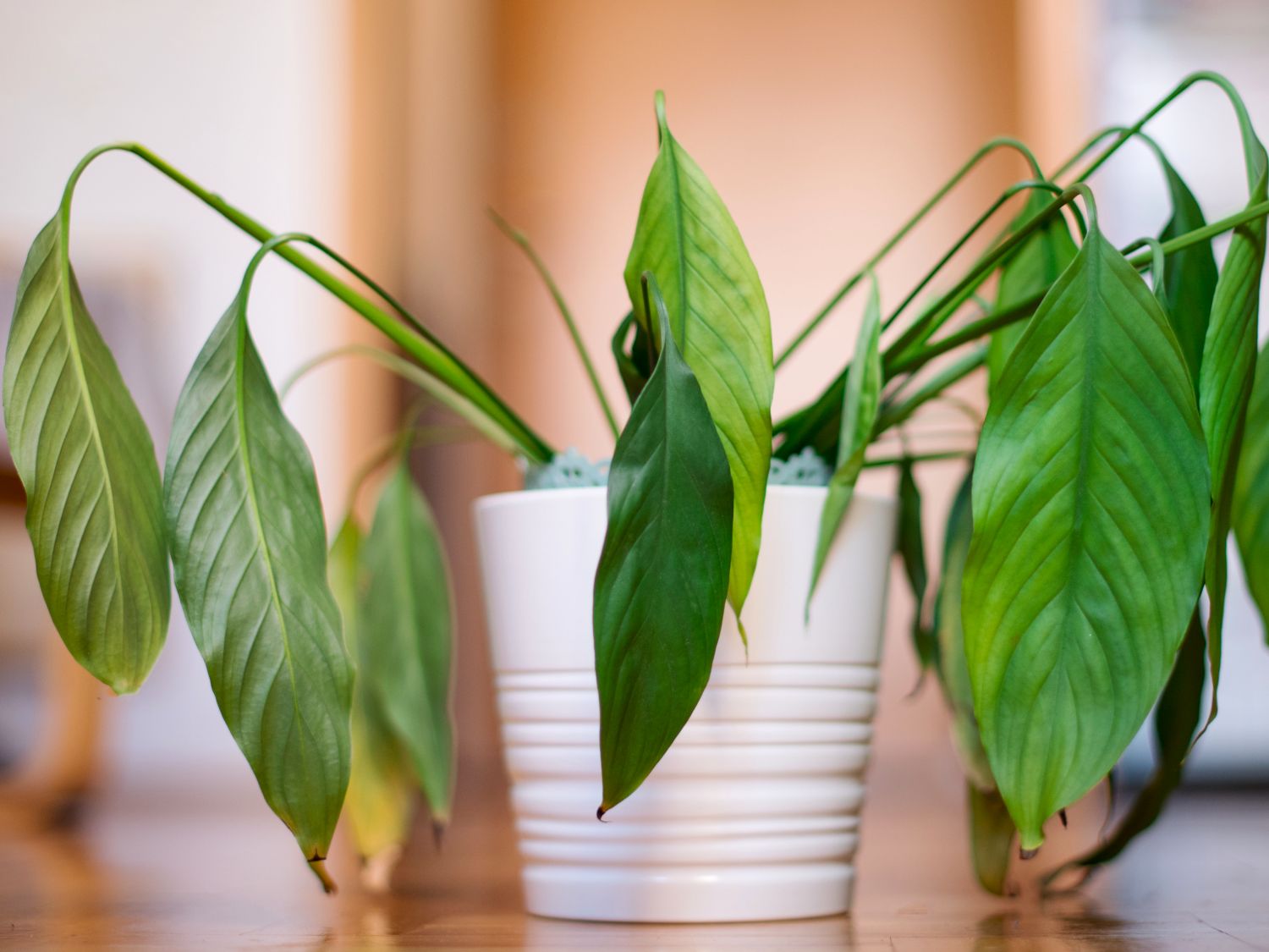 banana philodendron Philodendron ruizii main image 0