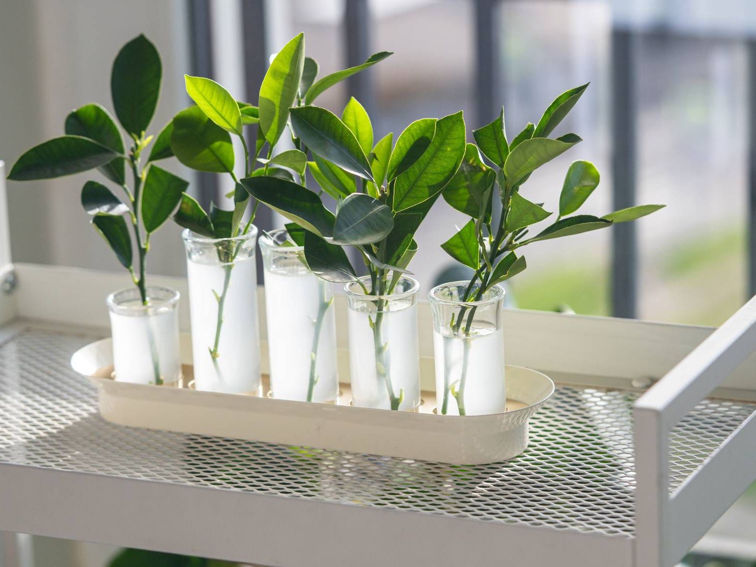 coco stick for plants Coco Coir Pole | Shop Plant Accessories Online for Delivery