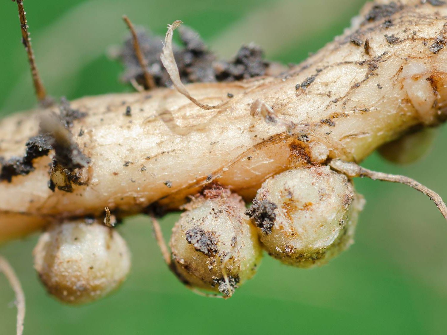 What Are Nitrogen Fixing Plants and How Do They Work? | Gardening Know How