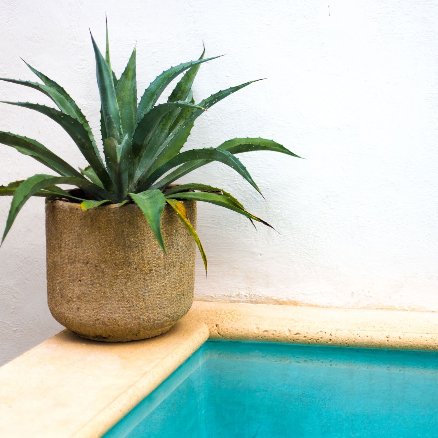 How Often Should I Water an Aloe Plant? An Experts Guide | Livingetc