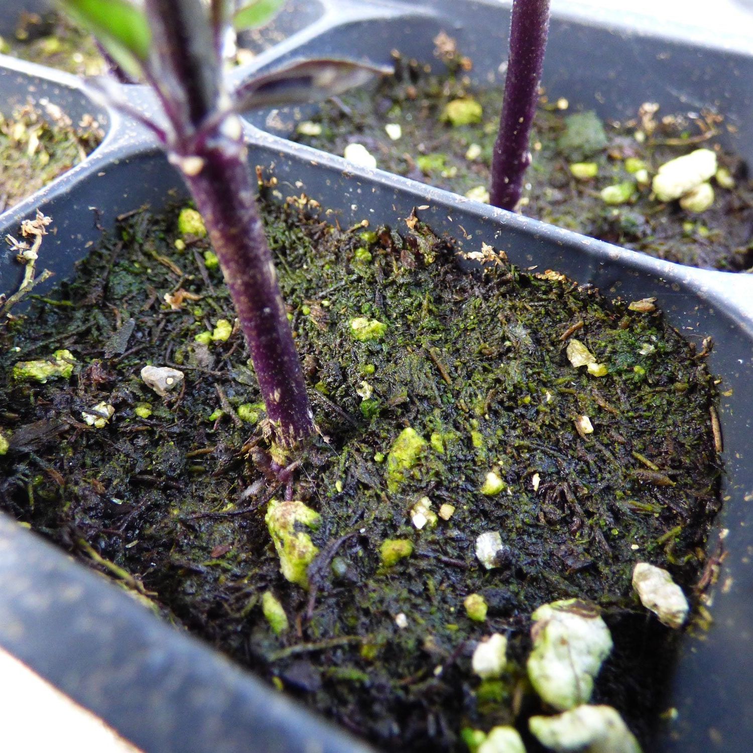 Why Is Algae Growing On My Soil - Fixes For Algae Growth On Seed Starting  Mix | Gardening Know How