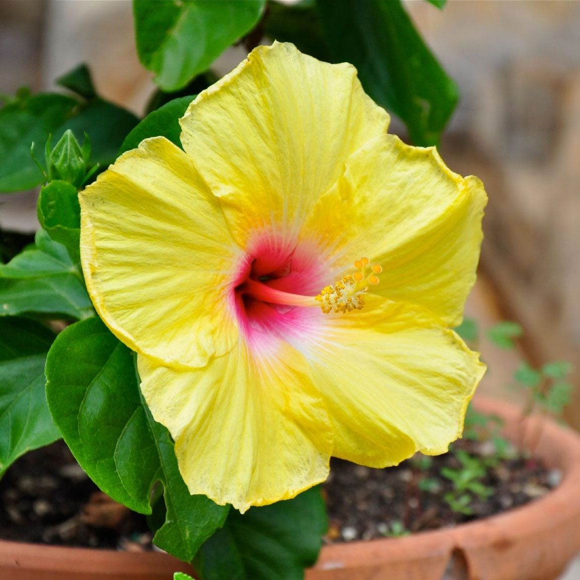 Tropical Hibiscus Container Gardening - Tips For Planting Hibiscus In Pots  | Gardening Know How