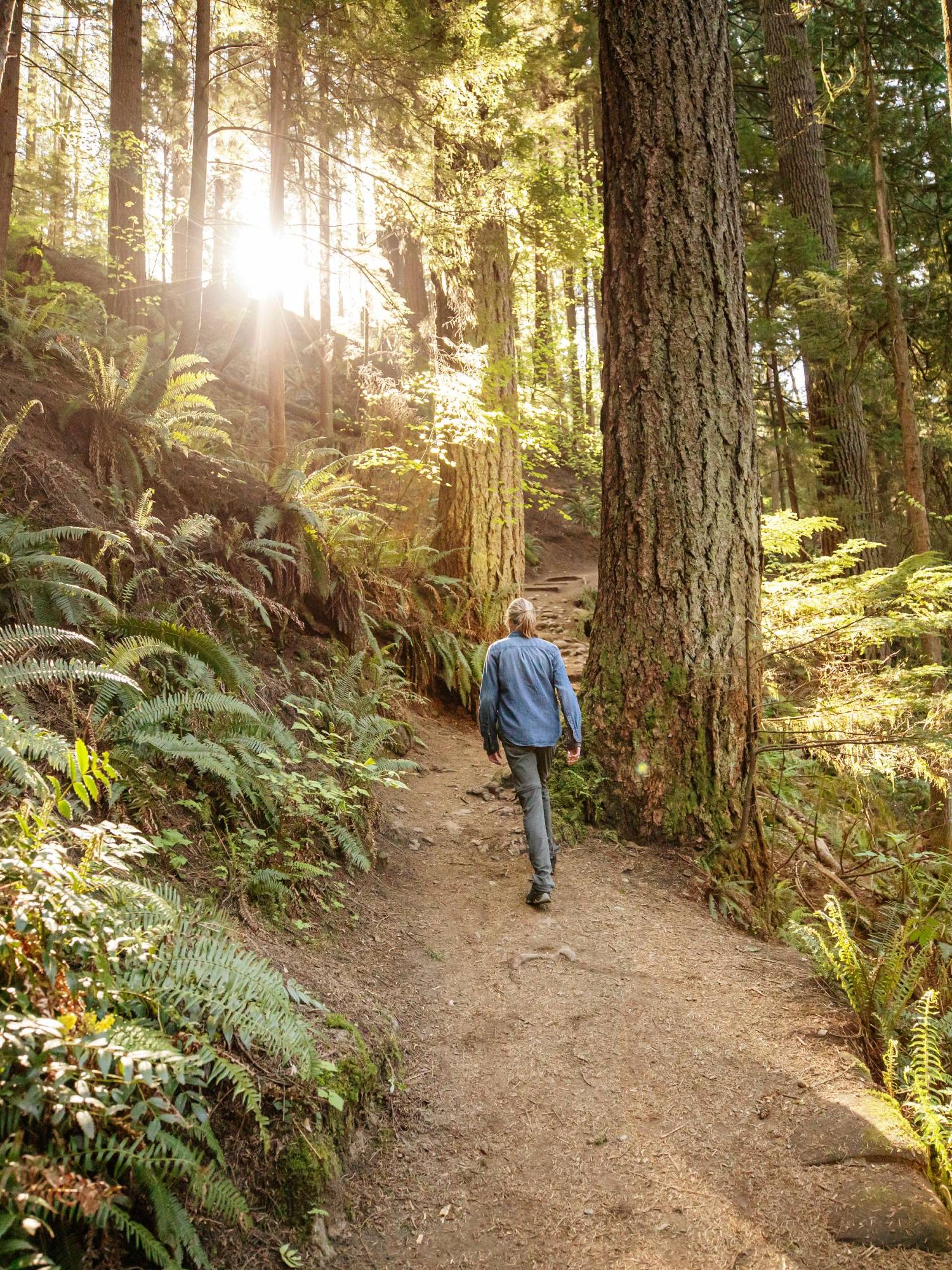 Woman hiking in pacific northwest forest of redwood trees