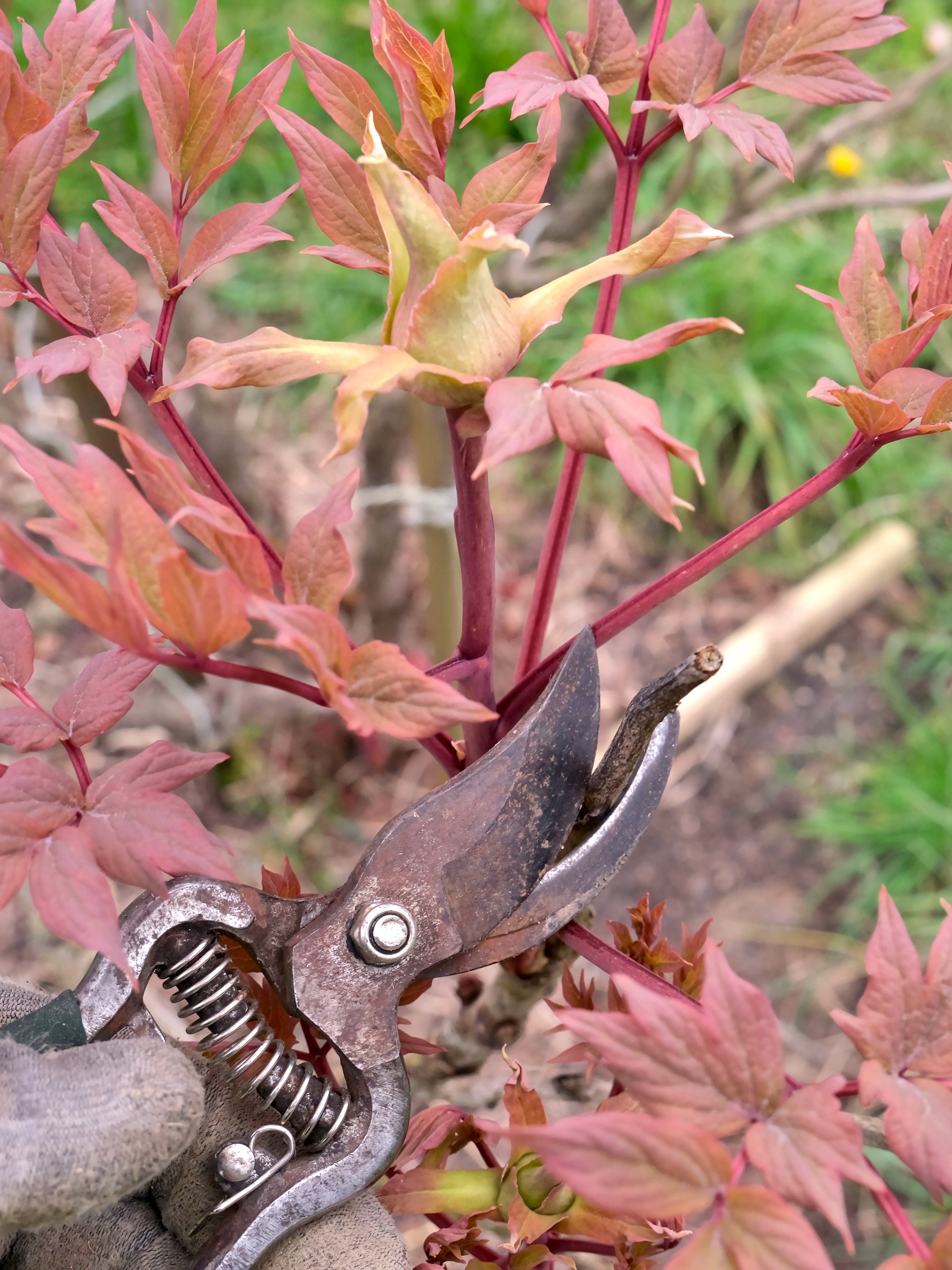 pruning peony with red foliage