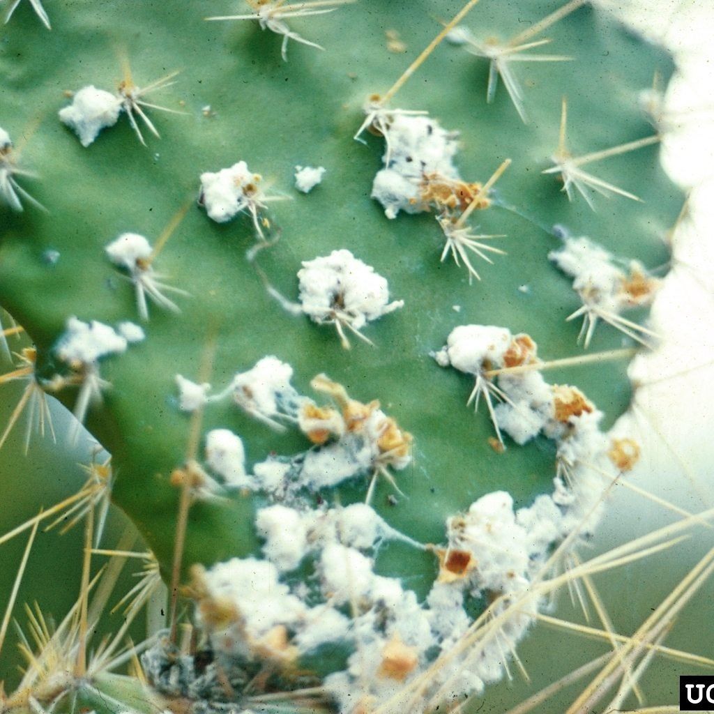 mistletoe cactus rhipsalis baccifera Mistletoe Cactus in 6-inch Decor Pot, Rhipsalis Baccifera main image 0