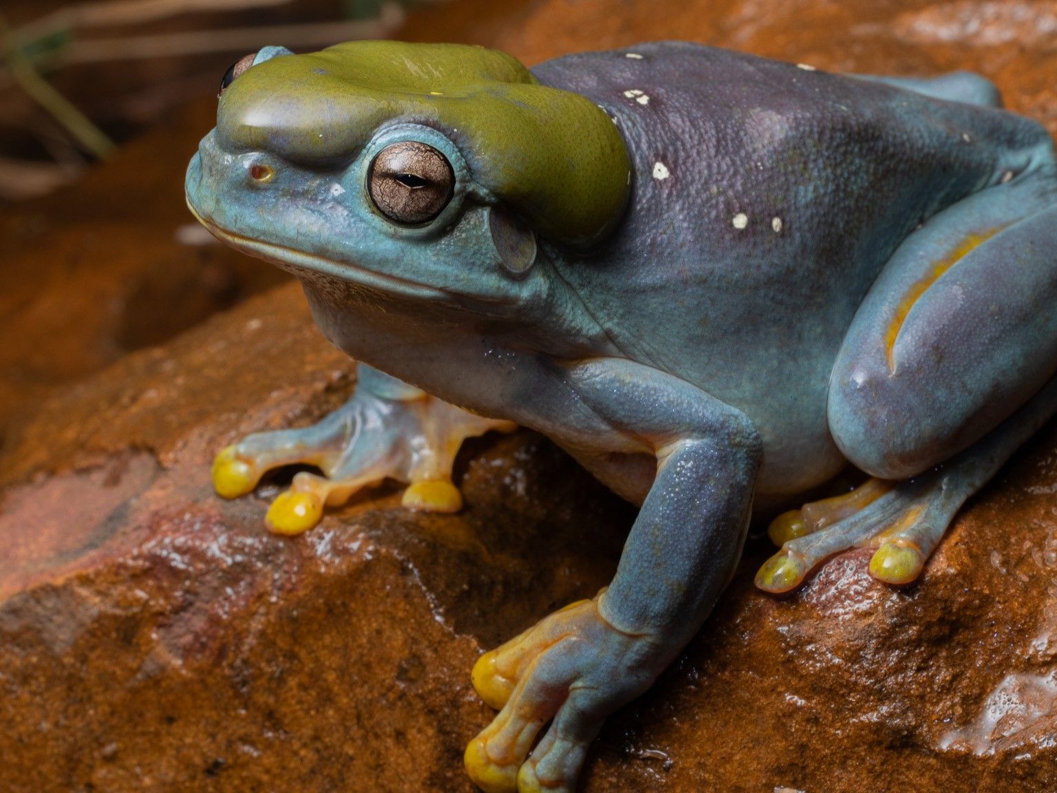 Lovely freak of nature': Mutant blue frog hops into wildlife