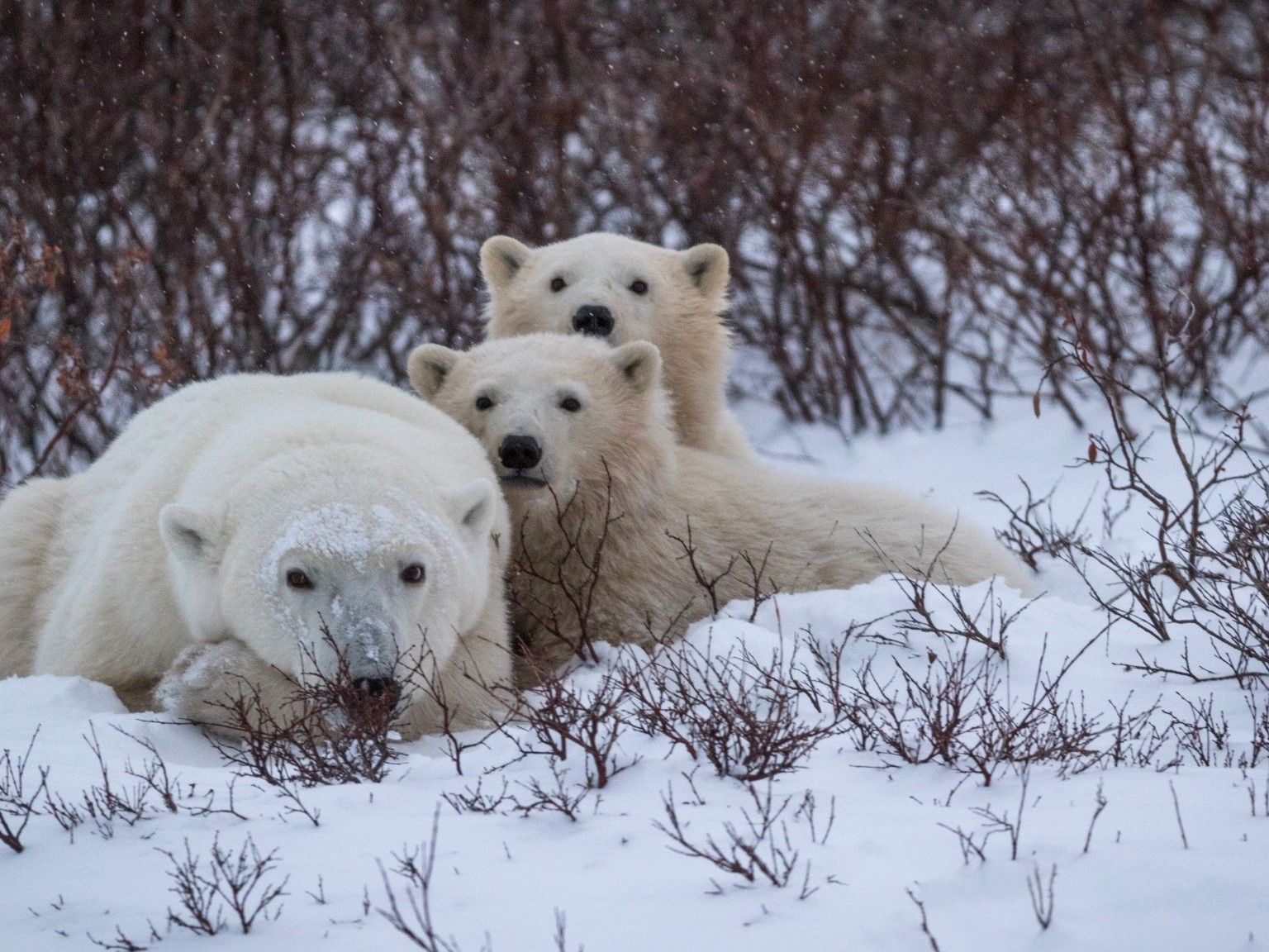 Watch polar bear cubs emerge from their winter den for 1st time on Svalbard  | Live Science, image size:1536x1152