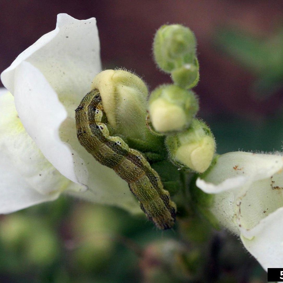 Budworm Caterpillars - How To Kill Budworms On Plants