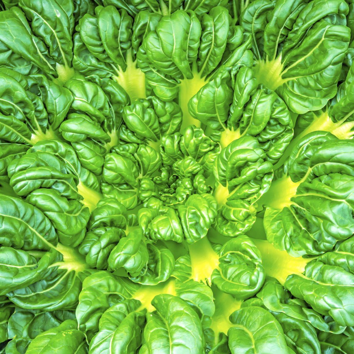 Tatsoi Growing Instructions: Tips On How To Use Tatsoi | Gardening Know How