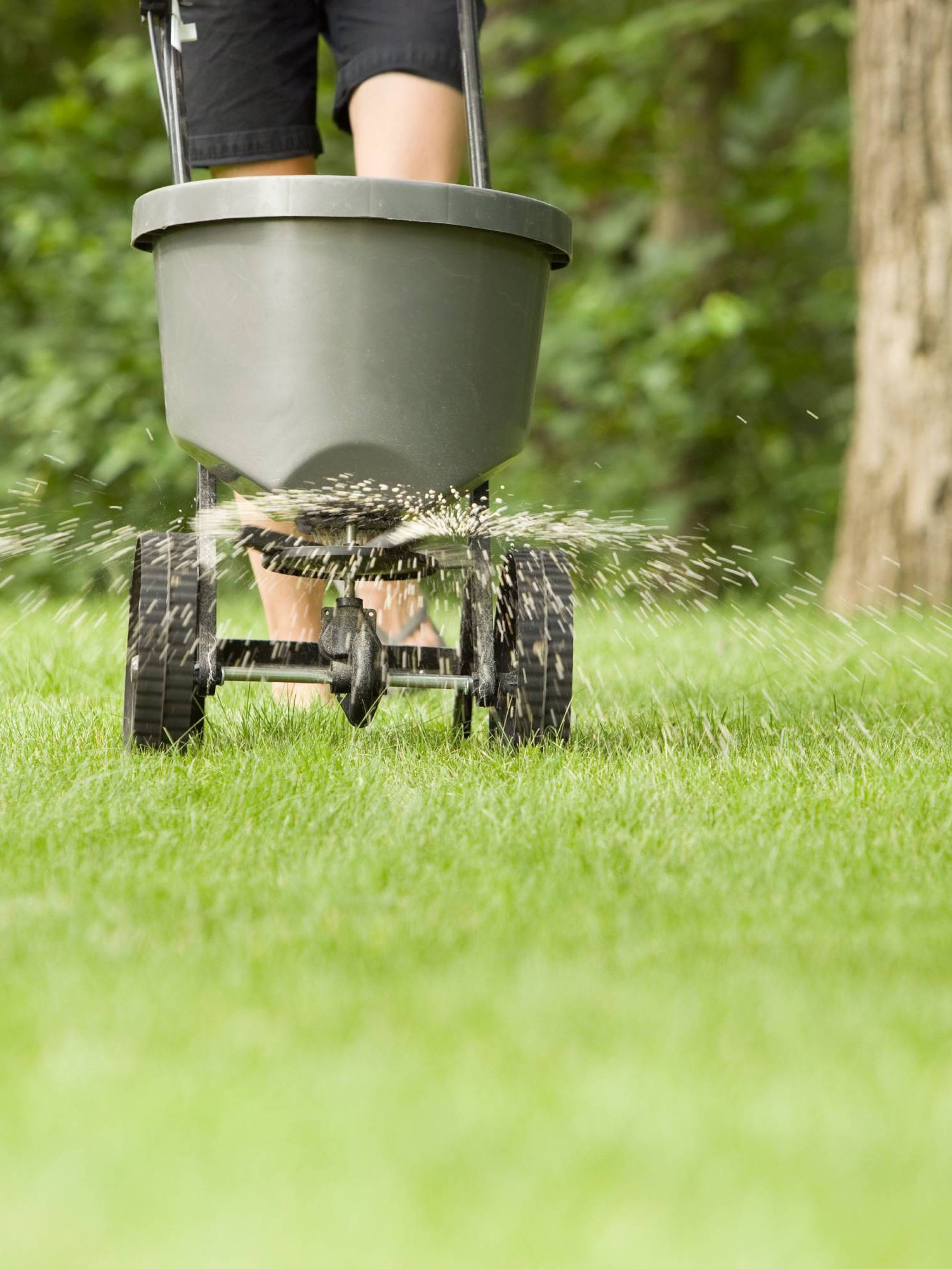 Gardener fertilizing lawn