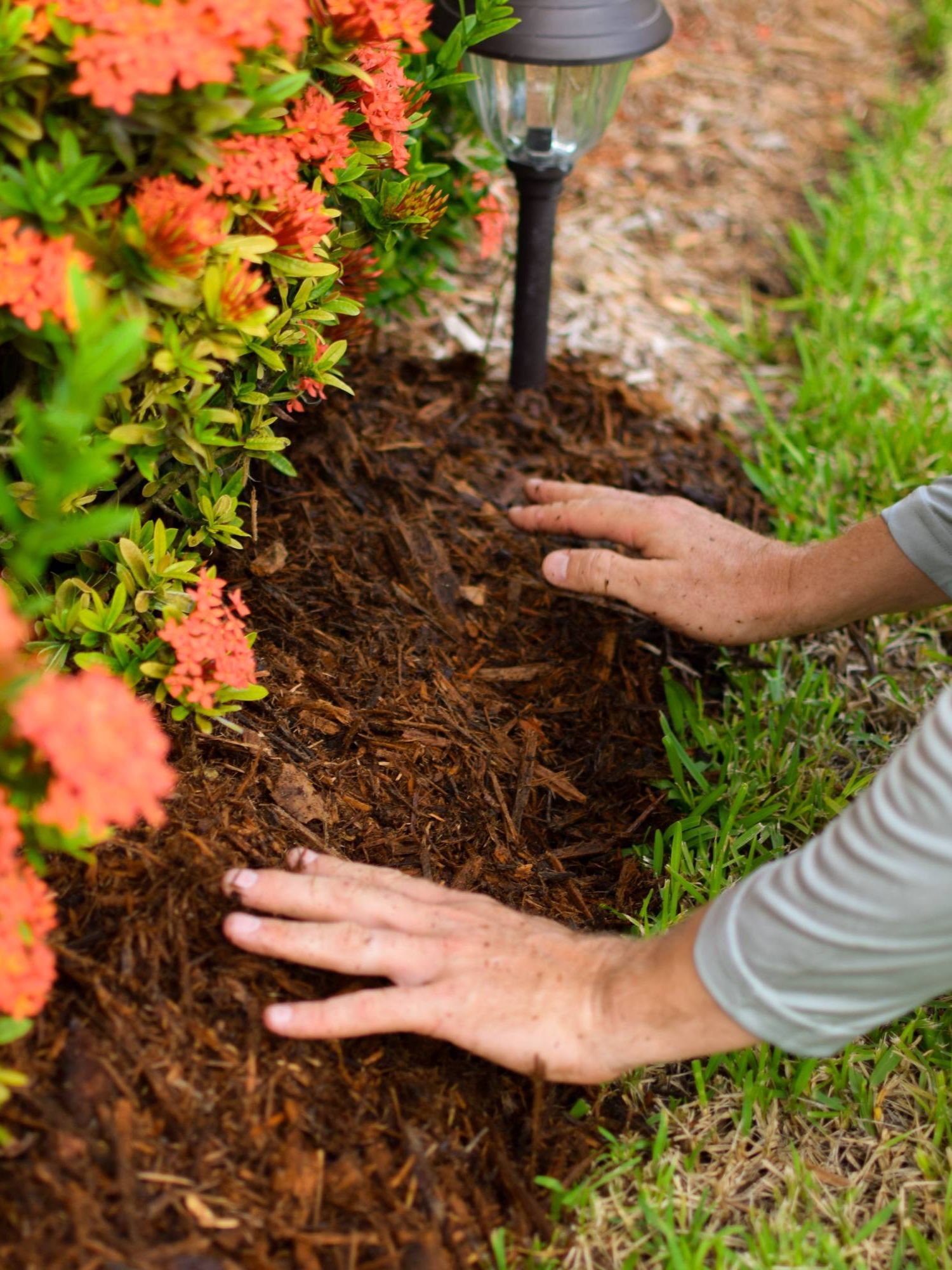 Applying mulch to garden bed