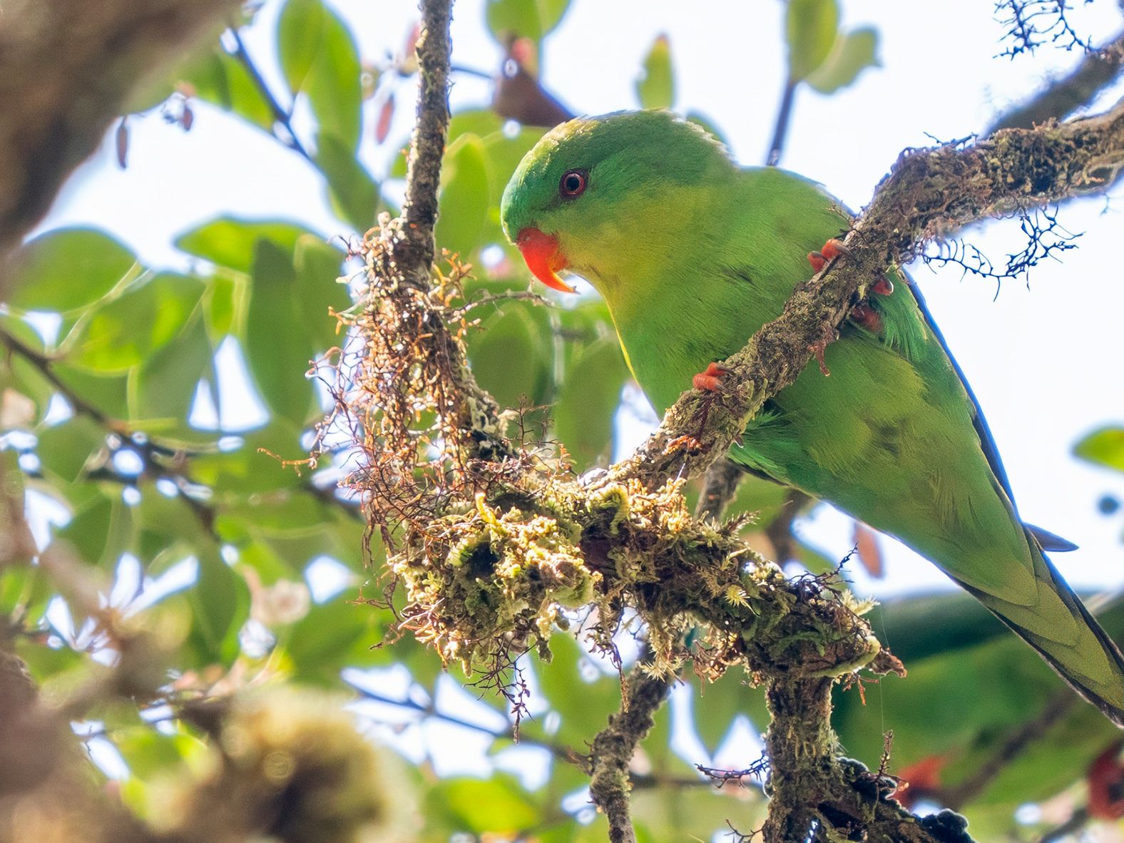 Elusive Indonesian parrot “lost” to science photographed for only