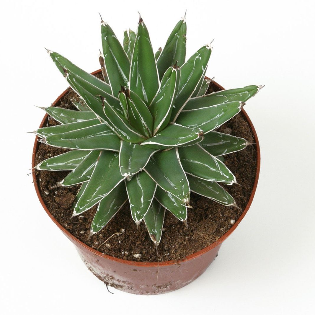Growing Agave Plant Indoors: How To Keep Potted Agave In The House |  Gardening Know How