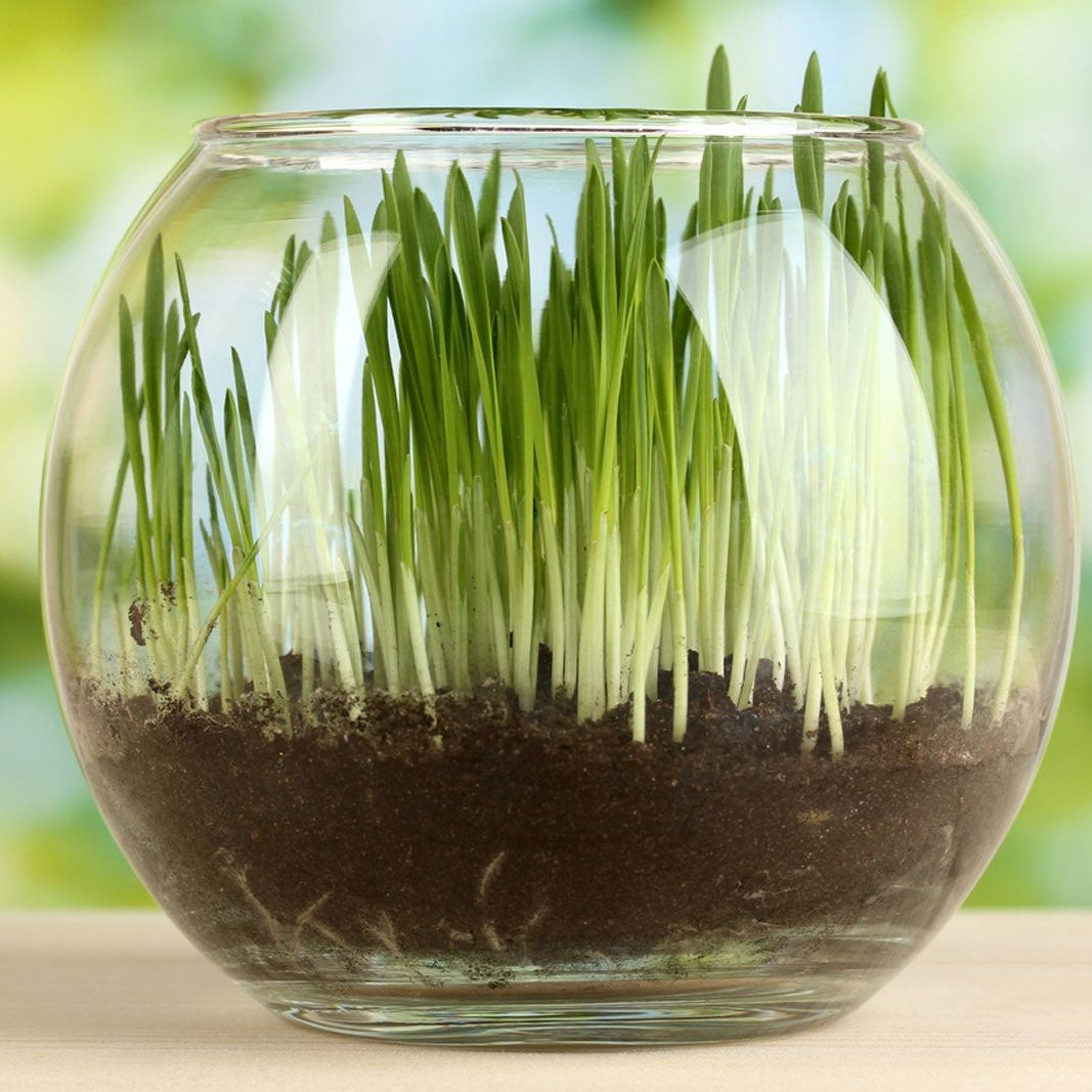 garden large planter Campania Piccadilly Planter