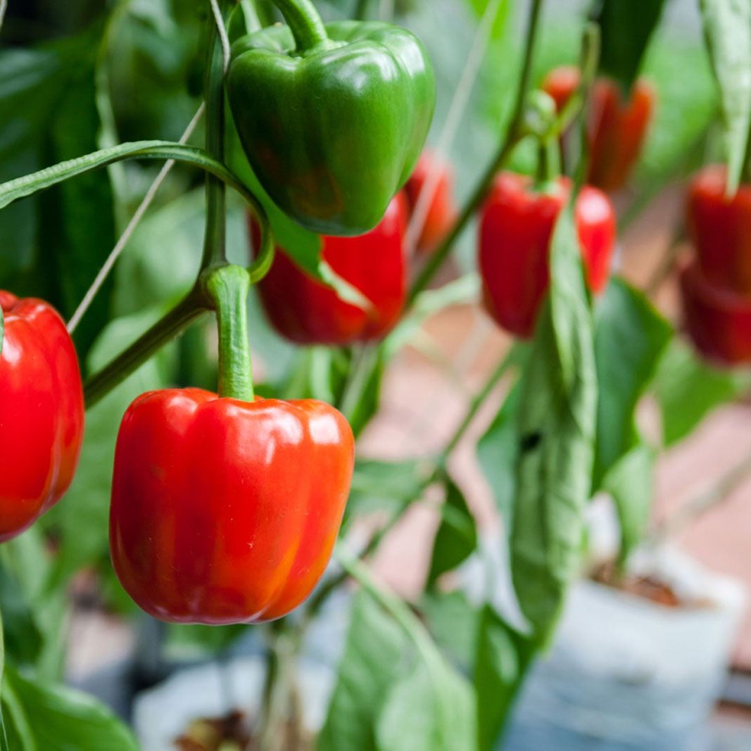 Bell Pepper Plant Care: How Do I Grow Peppers At Home | Gardening Know How