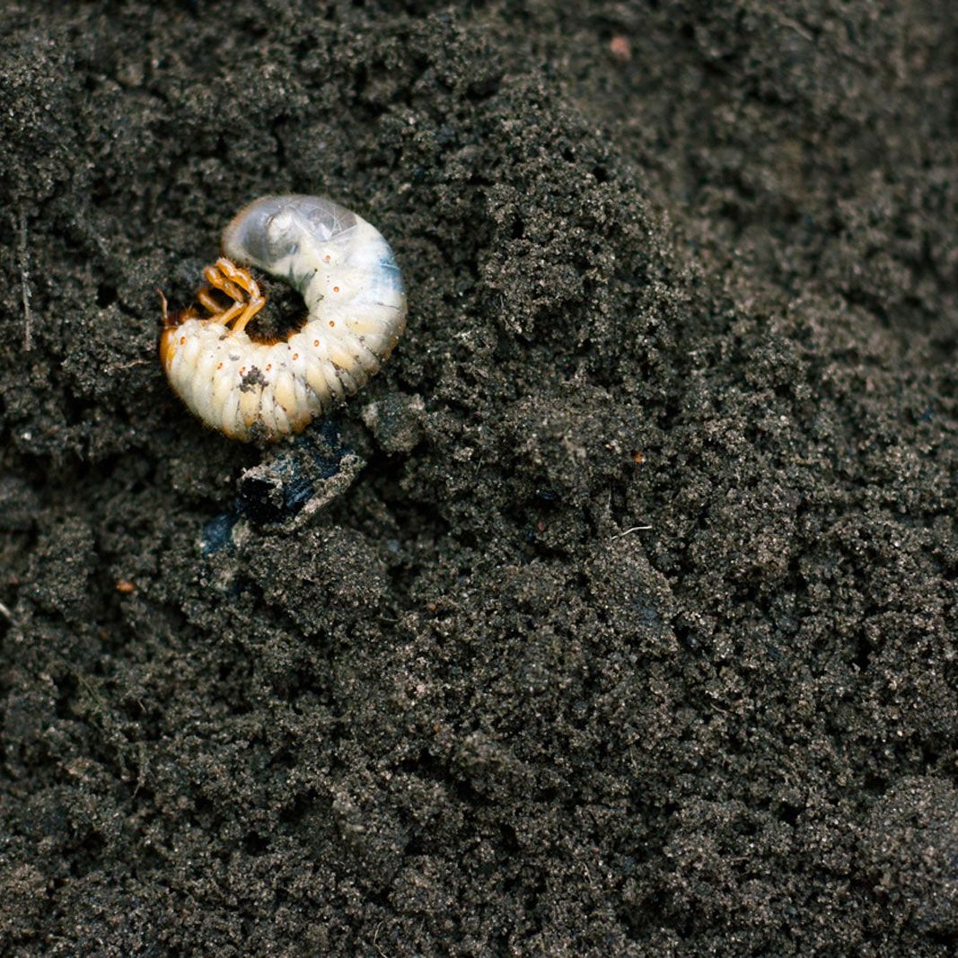 Controlling Grubs in Potted Plants  How To Get Rid Of Grubs In Flower Pots  | Gardening Know How