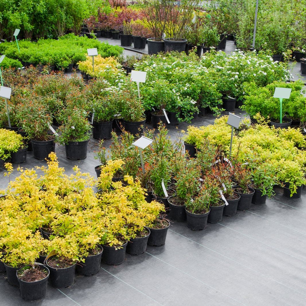 Nursery Plant Pots Explained: How Nursery Pot Sizes Are Determined And Used  | Gardening Know How